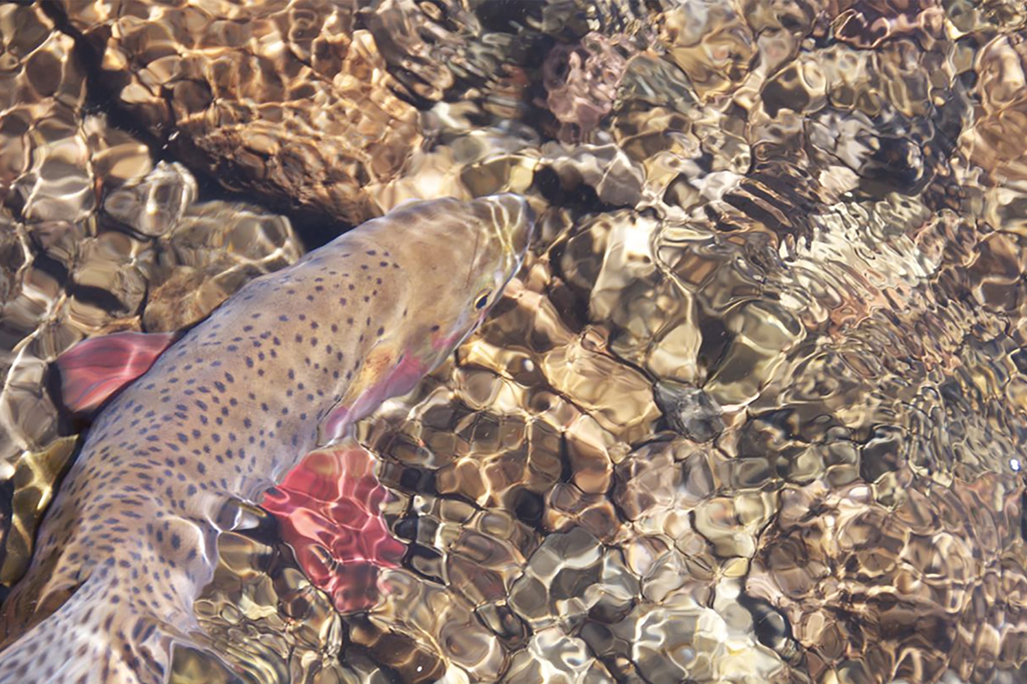 5 Best Backcountry Fly Fishing Lakes in Estes Park Colorado Blog